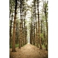thumbnail image 2 of Quillen, Donnie 17x24 Gold Ornate Wood Framed with Double Matting Museum Art Print Titled - In the Pines I, 2 of 4