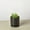 4_SUCC_STRING.OF.DOLPHINS_PP.BLK.CYL, variant on String of Dolphins - Live Air-Purifying Indoor Plant in Nursery Pot – Easy Care, Low Maintenance Houseplant for Home & Office Decor, Natural Air Cleaner, Best for Beginners (4"Pot, TerraCottaStandard)