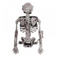 thumbnail image 3 of MarinaVida Halloween Skeleton Decoration, Realistic Full Body Halloween Skeleton with Movable/Posable Joints, Plastic Human Bones Body Prop, 3 of 5