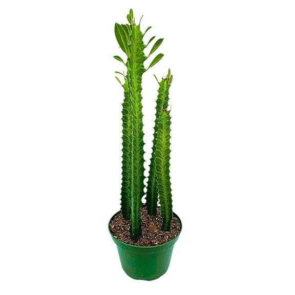 BubbleBlooms Green African Milk Tree, 6-inch Pot, Euphorbia Trigona All Green