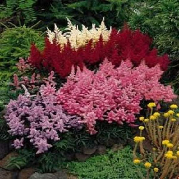 Seedville 50 Astilbe Bunter Simplicifolia Flower Seeds