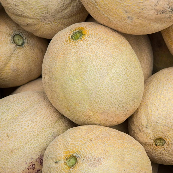 Cantaloupe Melon Garden Seeds - Burpee Hybrid - 100 Seeds - Non-GMO, Vegetable Gardening Seeds - Fruit