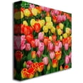 thumbnail image 2 of Trademark Art "Living Bouquet of Tulips" Canvas Art by Kurt Shaffer, 2 of 2