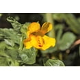 thumbnail image 6 of Seedville 250 Monkey/ Mimulus x Grandiflorus Flower Seed, 6 of 11