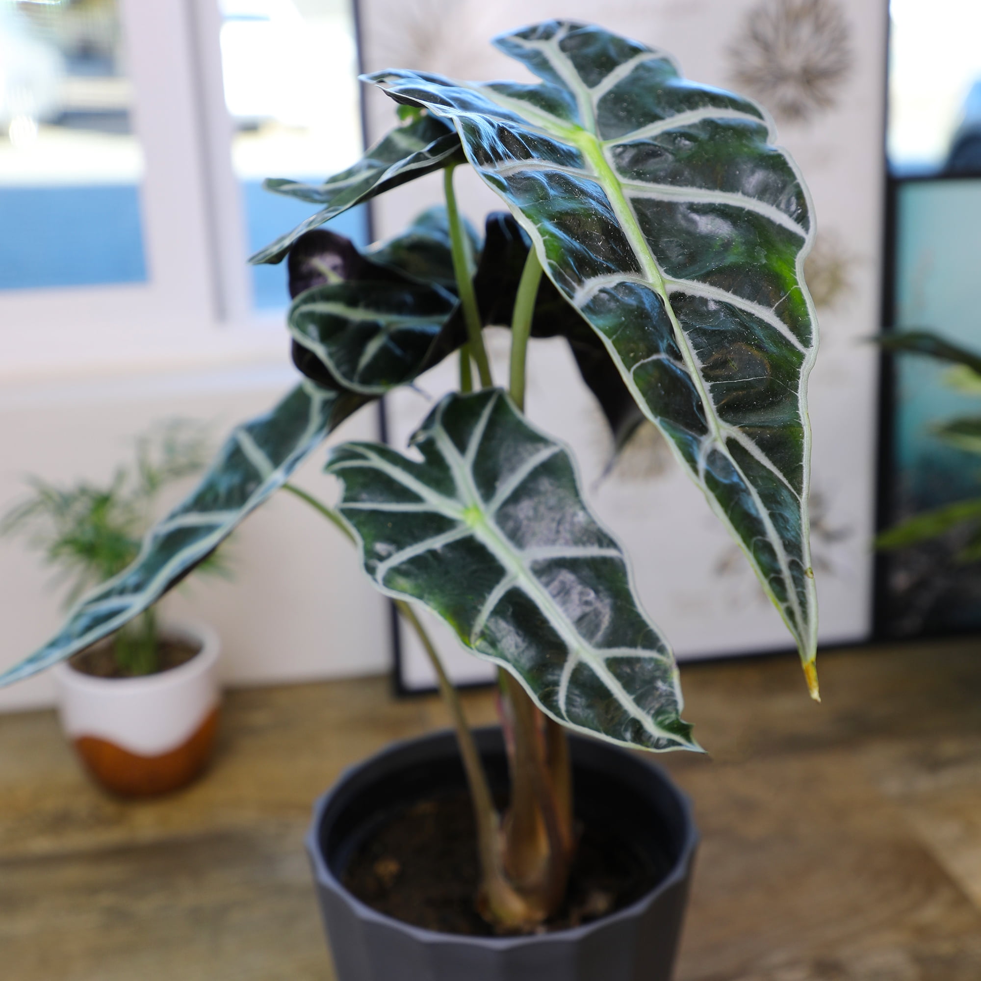 Element by Altman Plants 6in Alocasia Plant in H20 Self Watering Pot