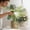 Green, variant on Horivan Indoor Watering Can Pressurized Plant Mister Spray Bottle for Indoor Outdoor Garden Plants, Fine Mist Sprayer for Gentle Watering, Handheld Portable Garden Tool
