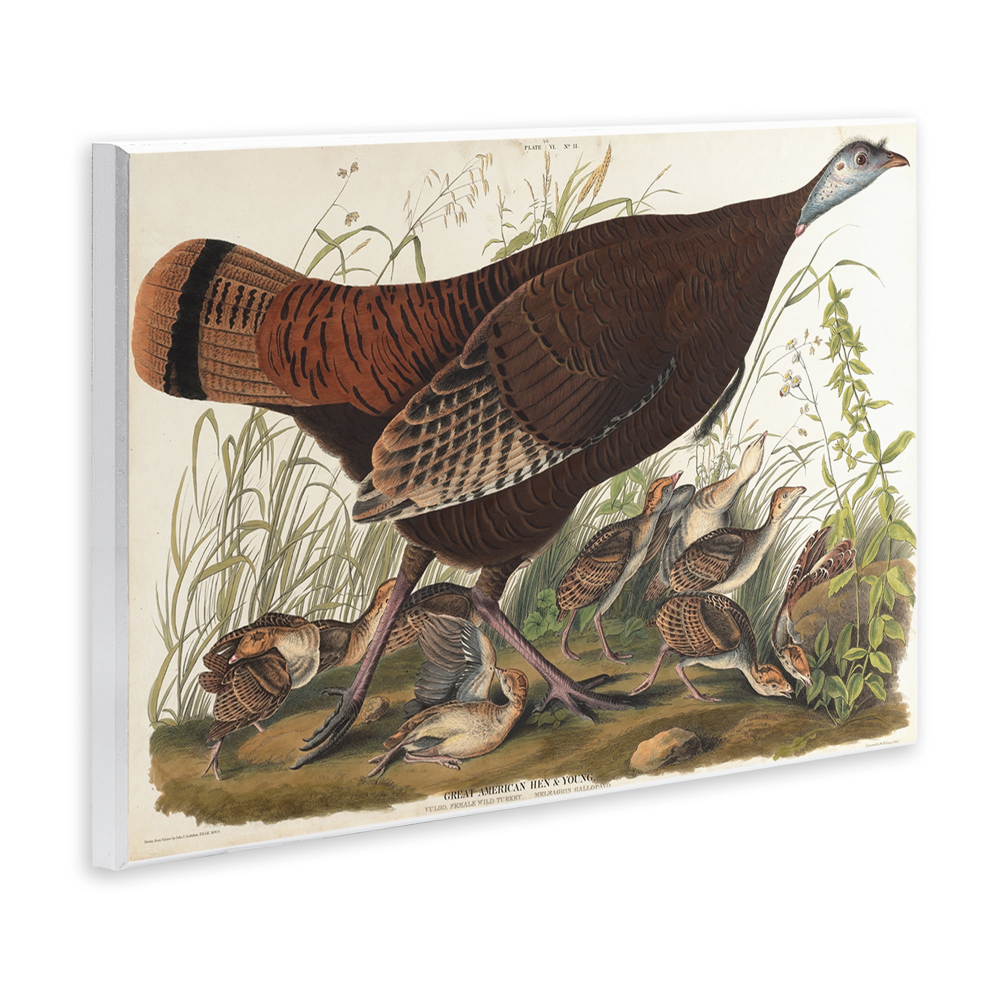Stupell Industries Classic Great American Hen Animals Painting Unframed Art Print Wall Art, 15 x 10