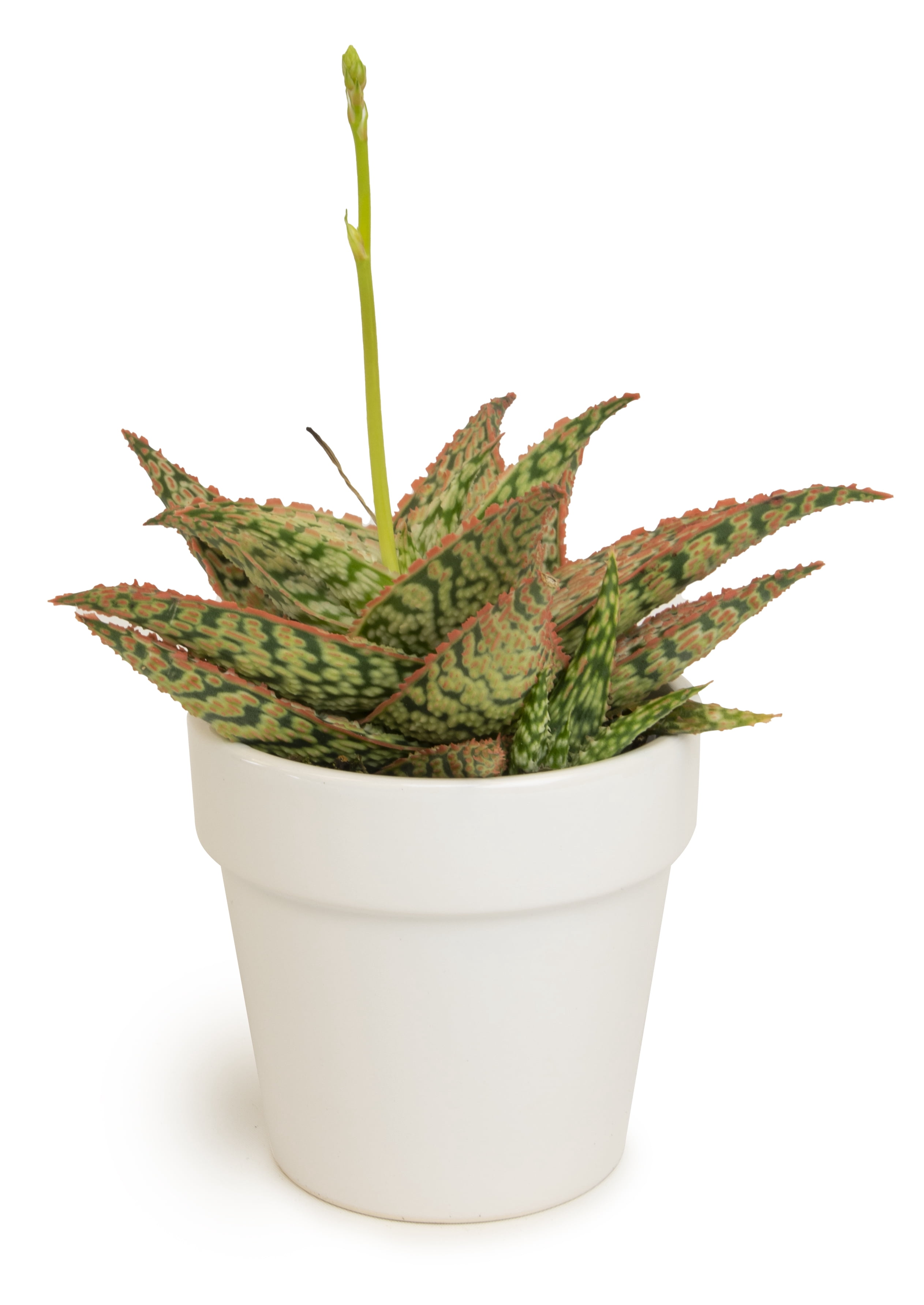 Altman Plants 3.5" Star Aloe in White Ceramic Pot
