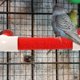 thumbnail image 4 of FESTFENDS 1Jgo Estable Y Resistente Para Loros Grandes Con Duradero Y, 4 of 8