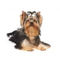 thumbnail image 2 of Yorkie Puppy Wall Mural Decal by Wallmonkeys Vinyl Peel and Stick Graphic (24 in W x 22 in H), 2 of 4