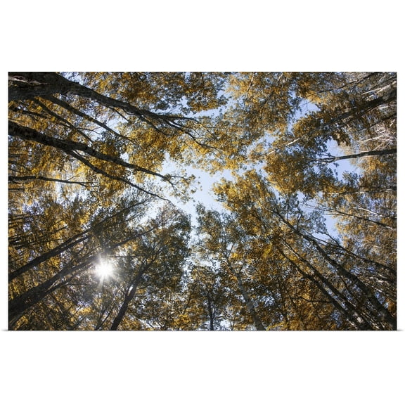 Great BIG Canvas | "Fall color of large trees in Acadia National Park in Maine" Art Print - 48x32