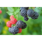 50 *Seeds BLACK RASPBERRY Rubus Leucodermis Fruit Bush Vine Seeds