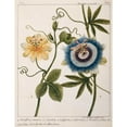 thumbnail image 3 of Chazelles, Laurent 15x18 Black Modern Framed Museum Art Print Titled - Passiflora Caerulea, 3 of 5