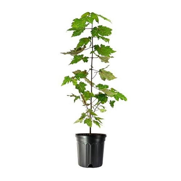 Red Maple Tree  2 Large Gallon Size Pots  Acer Rubrum  Stunning Fall Color for Landscaping  Shade Tree with Vibrant Red Leaves