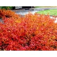 GroLow Fragrant Sumac Rhus Fragrant Red Berries 4" pot