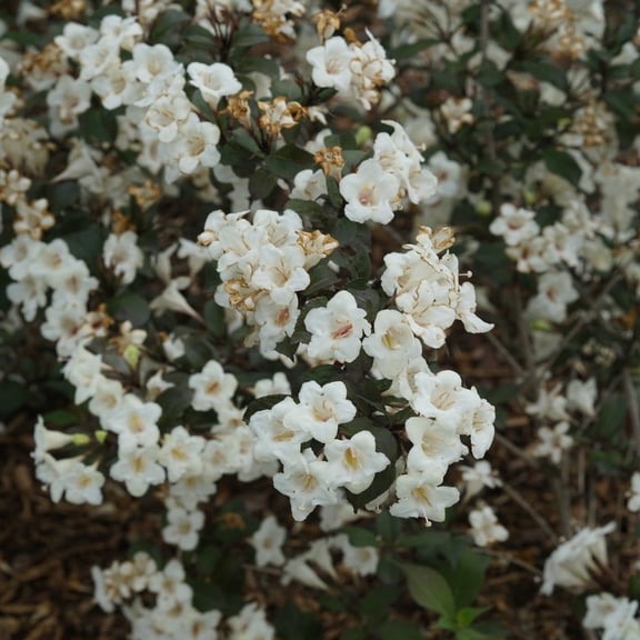 Proven Winners ColorChoice 5" White Wine & Spirits Weigela Live Plant in 4.5" Pot (4 Count)