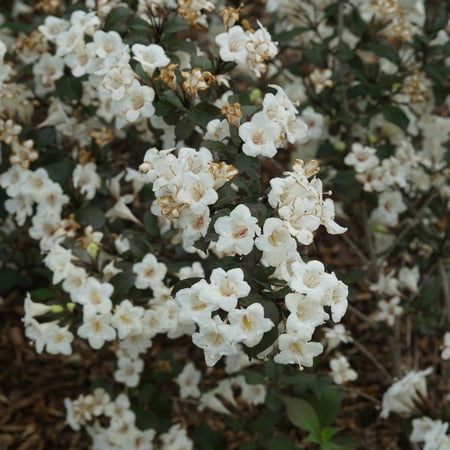 Proven Winners ColorChoice 5" White Wine & Spirits Weigela Live Plant in 4.5" Pot (4 Count)