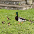 thumbnail image 3 of Garden Decoration Acrylic Duck Stake Funny Spring Outdoor Ornament Animal Decorations, 3 of 6