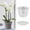 Clear, variant on Clearance! Haidf Orchid Pot, Clear Orchid Pots with Holes and Saucers, Plastic Orchid Pots for Repotting, Breathable Slotted Orchid Planters for Indoor Outdoor Plants, Orchid Supplies, 3.9 Inch