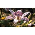 thumbnail image 1 of GSDWIUEW 55 Raspberry Mousse Toad Lily Seeds – Hardy Japanese Perennial with Spotted Blooms for Shade Gardens & Late Season Color, 1 of 4