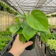 thumbnail image 4 of Live Heartleaf Philodendron Plant - Easy Care - 4" Decorative Pot Cover - Thorsen's Greenhouse, 4 of 5