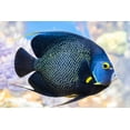 thumbnail image 3 of Aquatic Foods Marine Fish Flakes - Premium Tropical Fish Foods - 5-lbs, 3 of 4