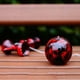 thumbnail image 4 of Colorida Superficie de Balls Balance Skill Toys Niños Adultos rojo, 4 of 8
