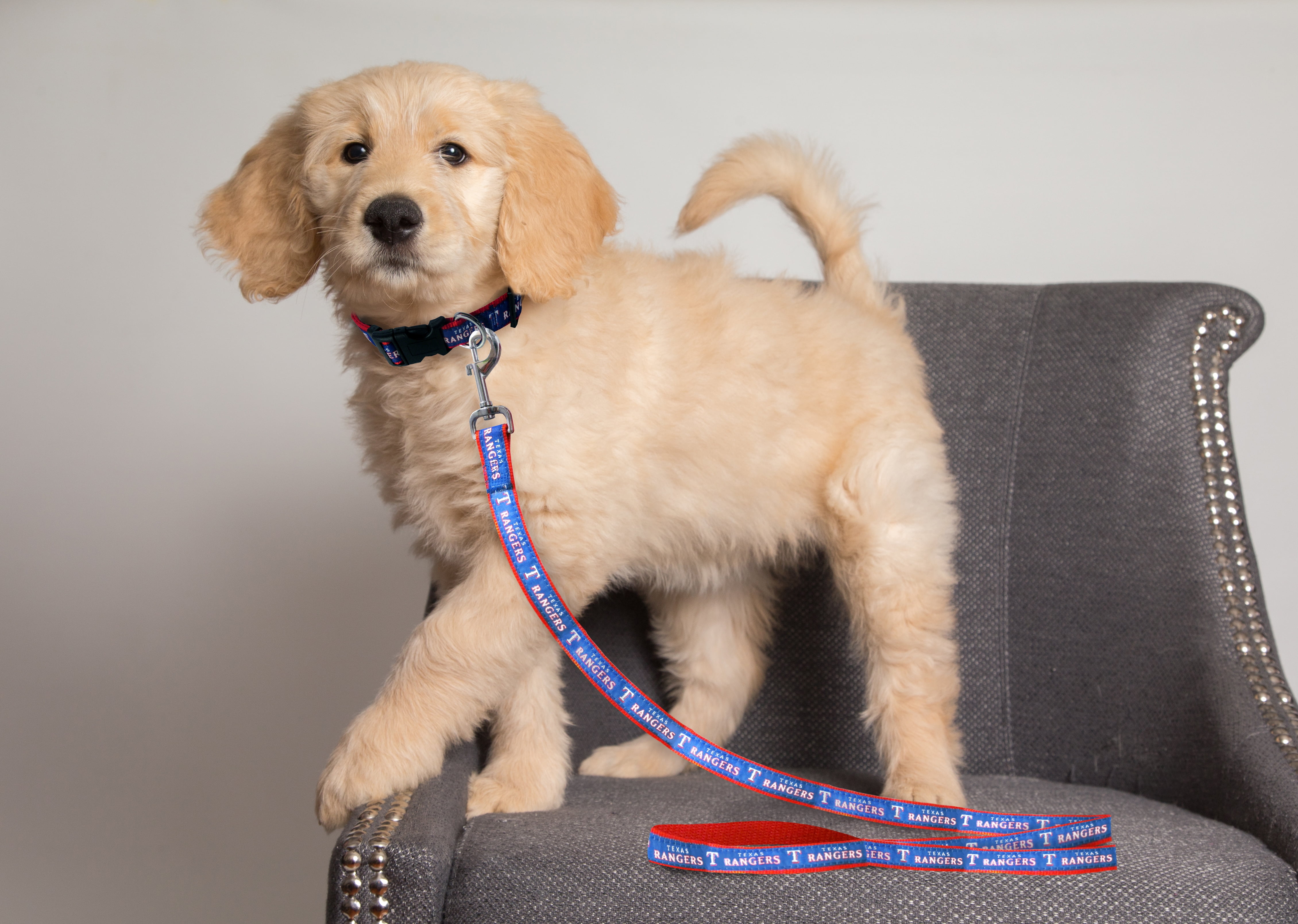 Pets First MLB Texas Rangers Cats and Dogs Durable Pet Leash, Medium
