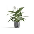 thumbnail image 3 of Ecopots Venice 2 Durable Modern Round Indoor/Outdoor Recycled Based Composite Flower Pot Planter w/ Water Reservoir, Grey, 8", 3 of 4