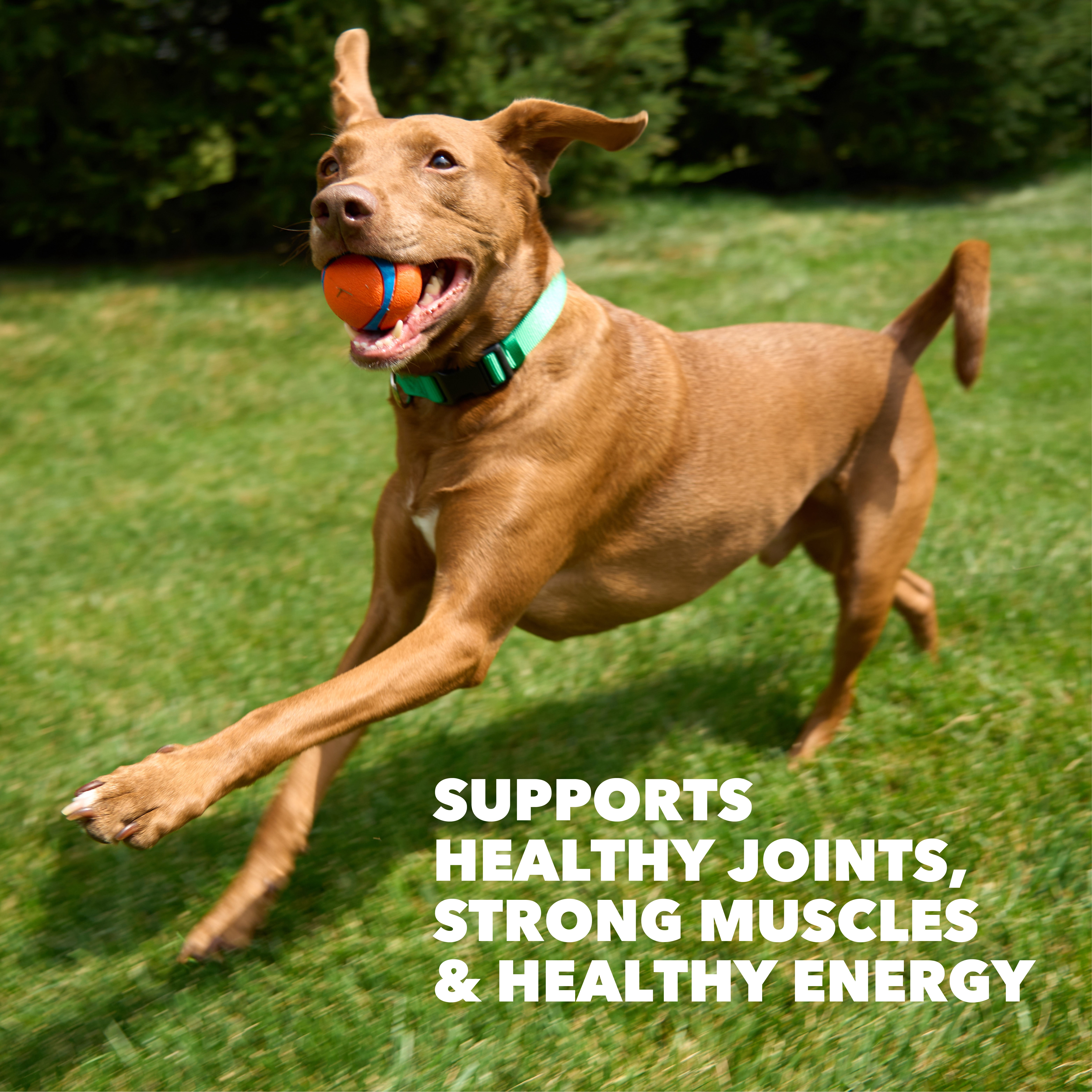 IAMS Proactive Health High Protein Dry Dog Food With Chicken & Beef, 30 Lb Bag