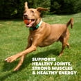 thumbnail image 4 of IAMS Proactive Health High Protein Dry Dog Food With Chicken & Beef, 30 Lb Bag, 4 of 12