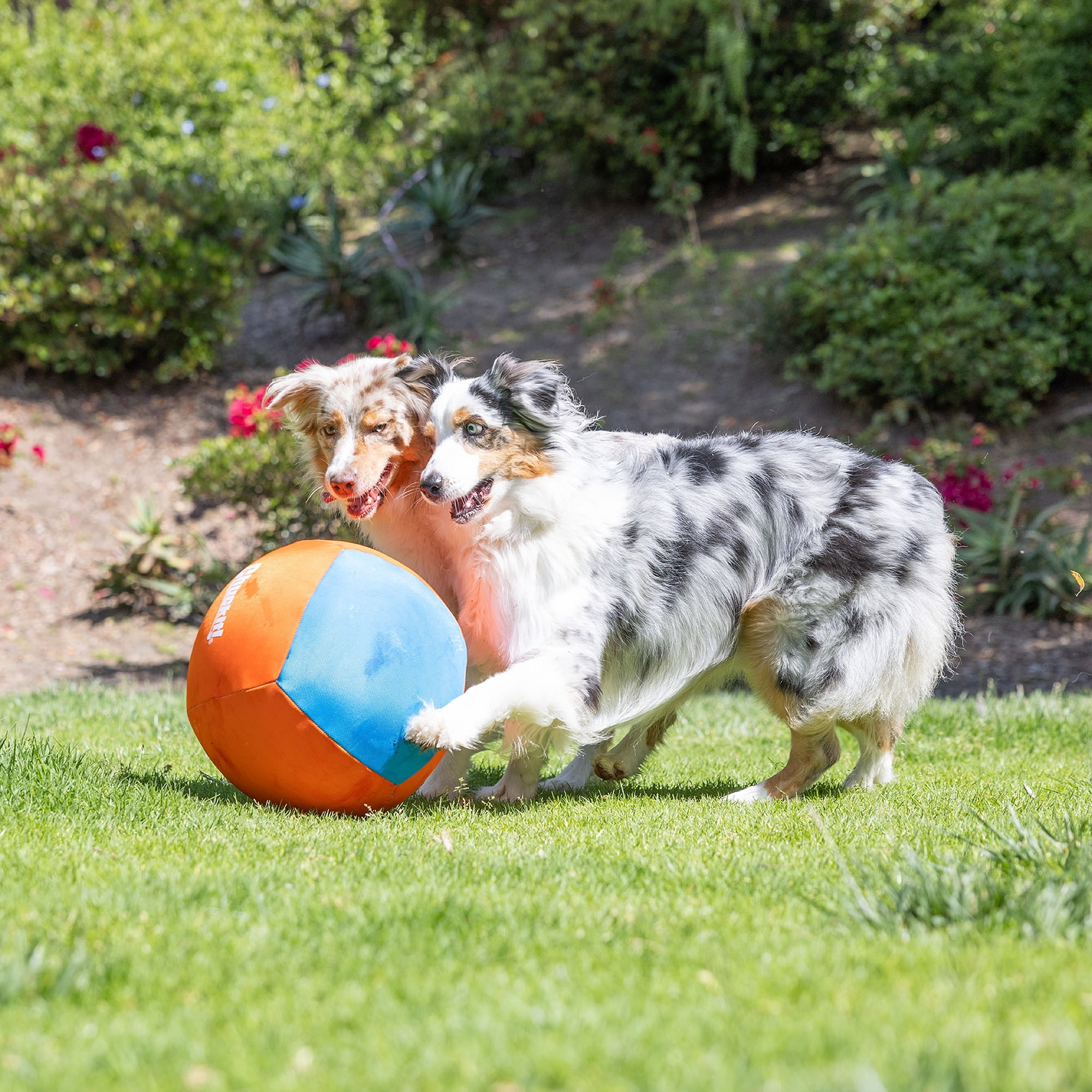 Chuckit! Big Air Canvas Dog Ball Ground Play Toy Great for Pack Play, 14", Hand Pump for Easy Inflate Included, Orange