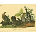 thumbnail image 2 of Audubon, John James 24x20 Black Ornate Wood Framed with Double Matting Museum Art Print Titled - Canada Grouse, 2 of 4