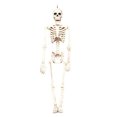 thumbnail image 2 of Esqueleto De Juguete De Halloween De 40 Cm, Esqueleto Articulado De Cuerpo Completo, Esqueleto De Halloween Con Articulaciones Móviles Sweethay HA029421-00, 2 of 6