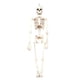 thumbnail image 2 of Esqueleto De Juguete De Halloween De 40 Cm, Esqueleto Articulado De Cuerpo Completo, Esqueleto De Halloween Con Articulaciones Móviles Sweethay HA029421-00, 2 of 6