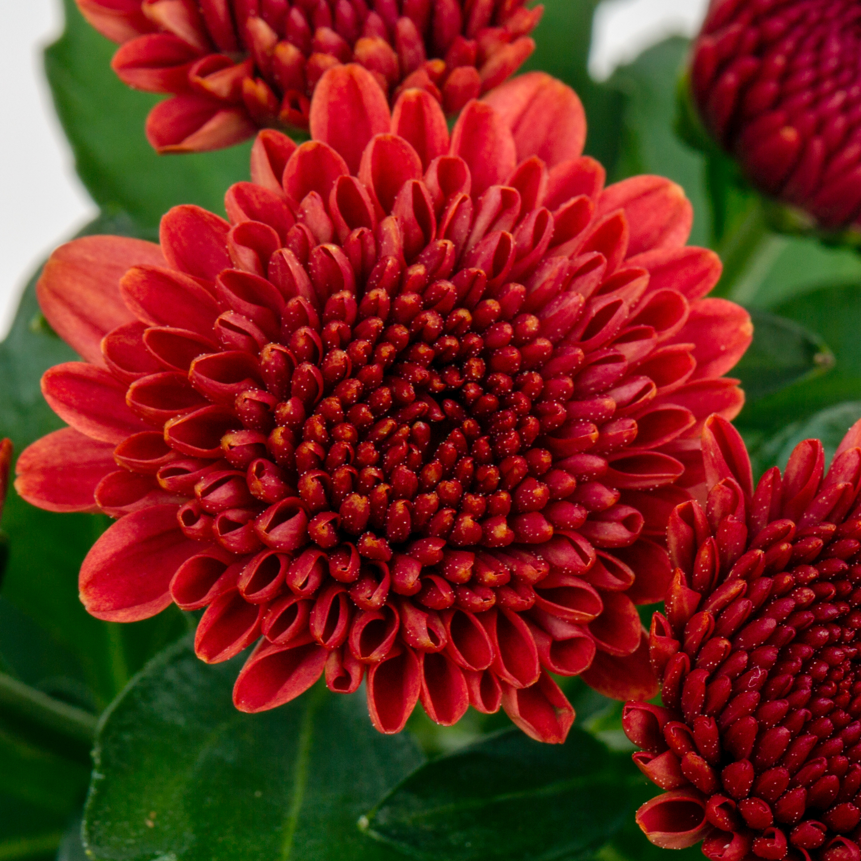 3qt Mum Various Colors