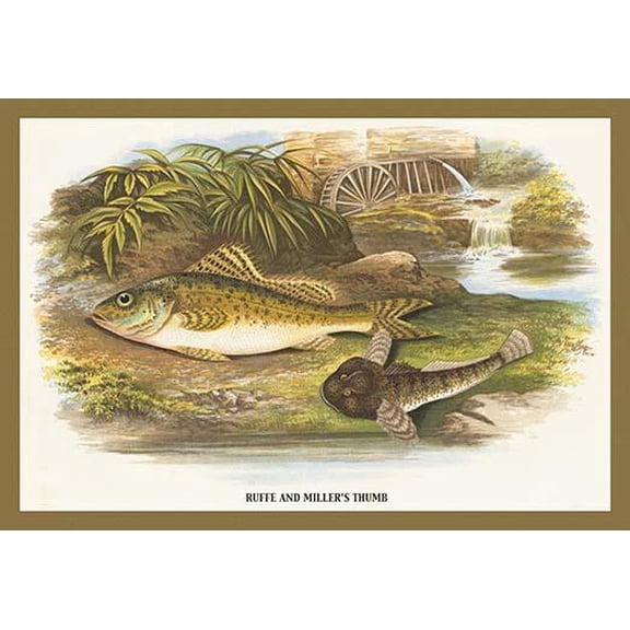 Ruffe and Miller's Thumb- Fine Art Canvas Print (20" x 30")