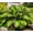 A, variant on Green-Spotted Hostas — Low-Maintenance — Perennial Garden Favorites — An Ideal Choice(Non-Artificial)