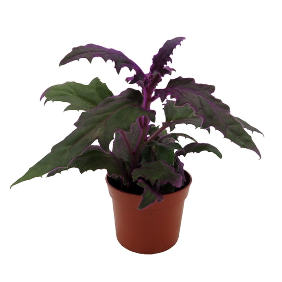 Purple Passion Plant - 2.5" Pot - Gynura - Indoors