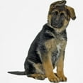 thumbnail image 3 of CafePress - German Shepherd Puppy Sweatshirt - Crew Neck Sweatshirt, 3 of 4