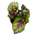 thumbnail image 3 of Harmony's Dance of Dragons Begonia Rex 6 inch, 3 of 3