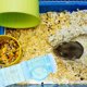 thumbnail image 5 of GOOHOCHY 1 conjunto de hámster Maze Tube Rat Rat Tip Tip Tip Tipe Rat Túnel Túnel Diy Túnel Túnel Suministro de hámster de hámster, 5 of 7