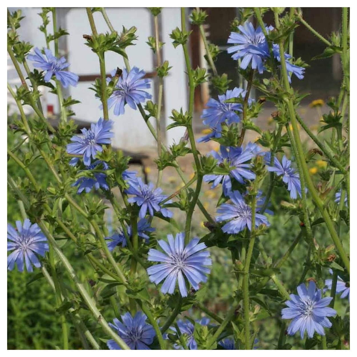 Everwilde Farms - 1 lb Chicory Garden Flower Seeds - Gold Vault Bulk Seed Packet