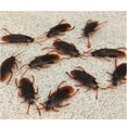 thumbnail image 2 of 10Pcs Simulation Cockroach Toys Realistic Spoofing Toys for Joke Fun Parties Decorative Ornaments, 2 of 8