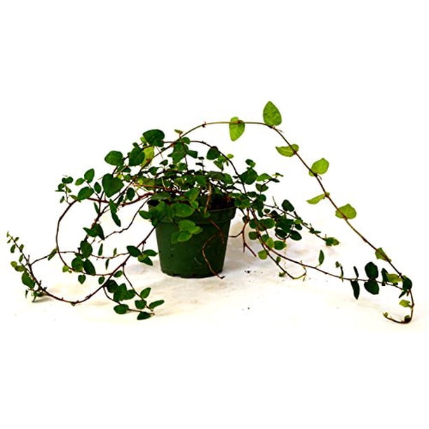 Creeping Fig Plant