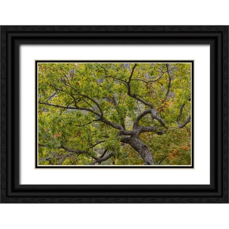 Paulson, Don 32x23 Black Ornate Wood Framed with Double Matting Museum Art Print Titled - Texas, Guadalupe Mountains NP Scenic of oak tree