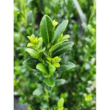 RedCrocus Sky Pencil Japanese Holly (Ilex crenata) - Narrow Columnar Evergreen for Hedges, Containers & Entryways - Live Outdoor Shrub 1 Quart Pot
