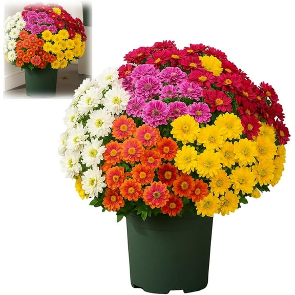Funsdecor Mums - Artificial Outdoor Sunset Mums Flowers UV Resistant, Fade Resistant & Waterproof, Realistic Look with Eucalyptus for Porch, Fall Decor