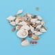 thumbnail image 5 of Manualidades para hacer conchas marinas, mini conchas marinas lindas, estrellas de mar, joyería, decoración, conchas marinas, estándares líderes en la industria, 5 of 10