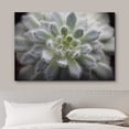 thumbnail image 3 of wall26 Canvas Print Wall Art Fuzzy Echeveria Setosa Desert Succulent Nature Floral Photography Realism Botanical Wilderness Zen Rustic Colorful Decorative for Living Room, Bedroom, Office - 16"x, 3 of 5